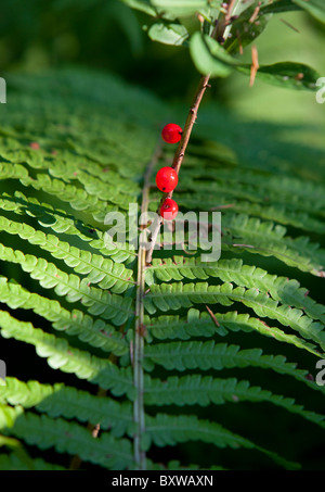 Mezereon Pflanze ( Daphne mezereum , Thymelaeaceae ) Beeren und Farnblatt , Finnland Stockfoto