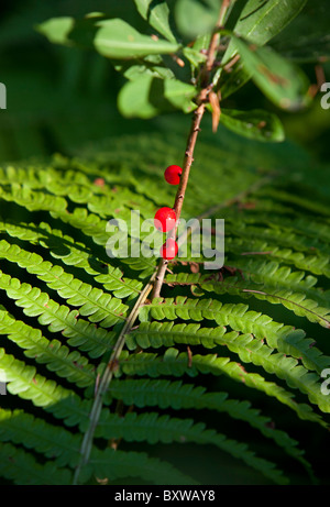 Mezereon Pflanze ( Daphne mezereum , Thymelaeaceae ) Beeren und Farnblatt , Finnland Stockfoto