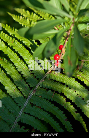 Mezereon Pflanze ( Daphne mezereum , Thymelaeaceae ) Beeren und Farnblatt , Finnland Stockfoto