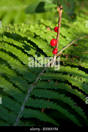 Mezereon Pflanze ( Daphne mezereum , Thymelaeaceae ) Beeren und Farnblatt , Finnland Stockfoto