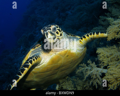 Ein Portraitbild einer Hawskbill Schildkröte (Eretmochelys Imbricata) Stockfoto