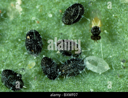 Eine Parasitoiden Wespe (Encarsia Formosa) unter parasitiert Gewächshaus Mottenschildläuse Skalen Stockfoto