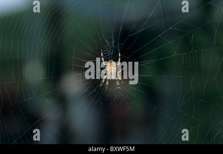 Gartenkreuzspinne (Araneus Diadematus) früh an einem Herbstmorgen auf einem Spinnennetz Stockfoto