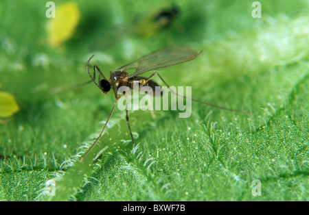 Erwachsenen räuberische Mückenlarven (Aphidoletes Aphidimyza) sind Blattlaus predatord Stockfoto