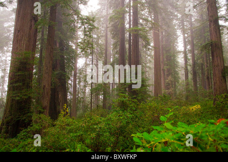 Lady Bird Johnson Grove Trail Stockfoto