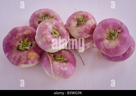 Rosa Rüben auf rosa Untergrund Stockfoto