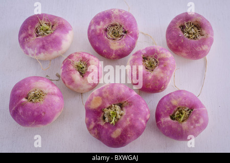 Rosa Rüben auf rosa Untergrund Stockfoto