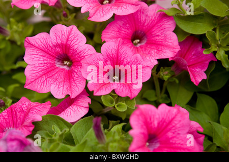 Hell rosa Petunien, "Hot Pink" Vielfalt Stockfoto
