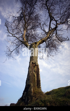 Silber-Birke Stockfoto