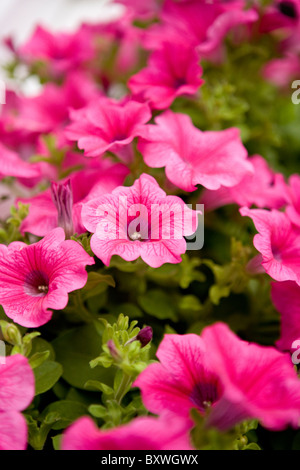 Hell rosa Petunien, "Hot Pink" Vielfalt Stockfoto