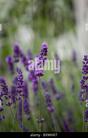 Lavendel Pflanze Stockfoto