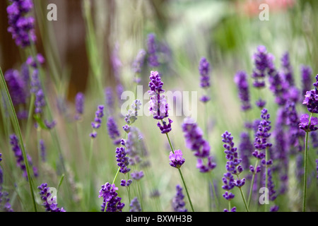 Lavendel Pflanze Stockfoto