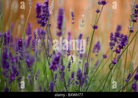 Lavendel Pflanze Stockfoto