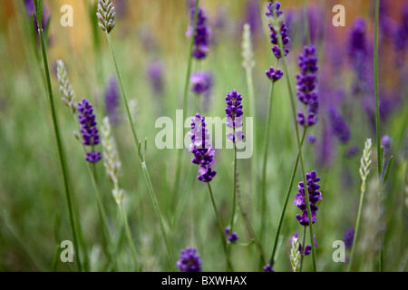 Lavendel Pflanze Stockfoto