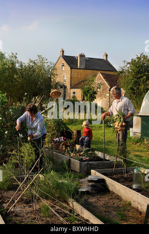 Eine Familie mit einer Ernte von frisch gezapftes Zwiebeln aus einem Hochbeet in einen englischen Garten gemeinsamen Bauernhof Blumen UK Stockfoto