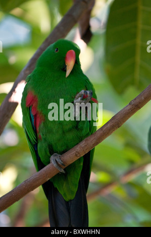Nahaufnahme einer Eclectus Papagei auf einem Ast Stockfoto