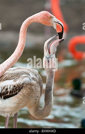 Close-up Schuss von Mutter Flamingo füttern ihre Jungen. Stockfoto