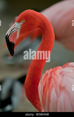 Nahaufnahme einer einzigen Flamingo Vogel Stockfoto