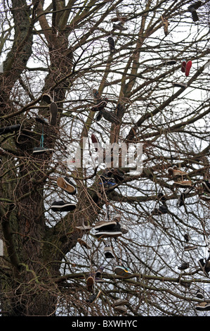 Trainer hängen von einem Baum neben einem Skatepark, werfen die Skateboarder ihre alten Schuhe dort oben wenn sie ein neues paar bekommen Stockfoto