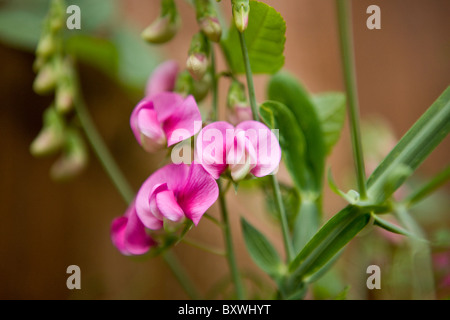 Rosa lieber Erbse Blumen Stockfoto