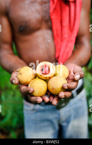 Ein Mann hält frisch geerntet, Muskatnuss und Muskatblüte, Ambon, Molukken, Indonesien. Stockfoto