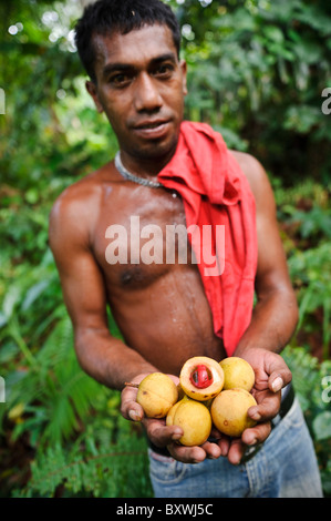 Ein Mann hält frisch geerntet, Muskatnuss und Muskatblüte, Ambon, Molukken, Indonesien. Stockfoto