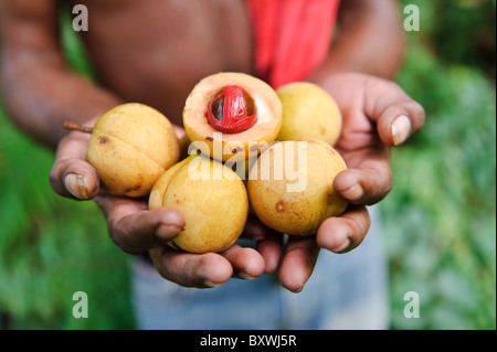 Ein Mann hält frisch geerntet, Muskatnuss und Muskatblüte, Ambon, Molukken, Indonesien. Stockfoto