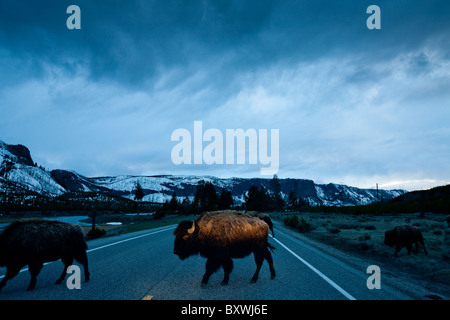 USA, Wyoming, Yellowstone-Nationalpark, Bison Herde Schritte in Autoscheinwerfern beim Überqueren der Parkstraße in der Abenddämmerung am Frühlingsabend Stockfoto