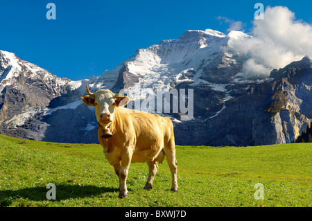 Alpine Kuh mit Berg - Berner Alpen der Schweiz Stockfoto