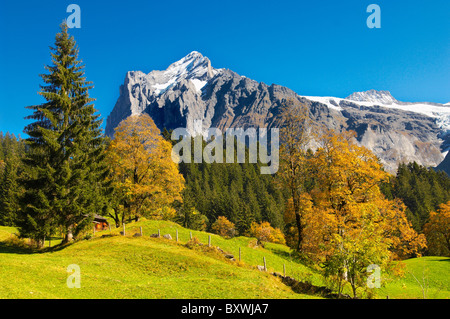 Almen vor Wetterhorn - Schweizer Alpen, Grindelwald, Schweiz Stockfoto