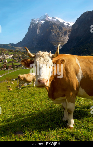 Milchkuh auf der Alm oben Grinderwald - Schweizer Alpen - Schweiz Stockfoto