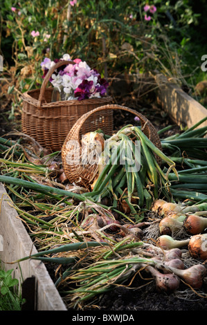 Eine Ernte von frisch zog Zwiebeln und Sweet Pea Schnittblumen aus einem Hochbeet in einen englischen Garten UK Stockfoto