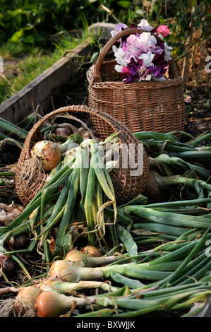 Eine Ernte von frisch zog Zwiebeln und Sweet Pea Schnittblumen aus einem Hochbeet in einen englischen Garten UK Stockfoto