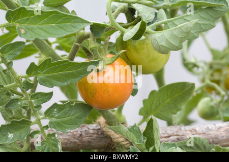 Prall und saftig Erbstück Tigerella Tomaten für die Kommissionierung aus dem Hause Vegie-Patch bereit Stockfoto
