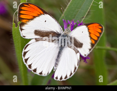 Runde-winged oder rauchigen Orange-Tip-Schmetterling (Colotis Euippe, Unterart Mediata) Stockfoto