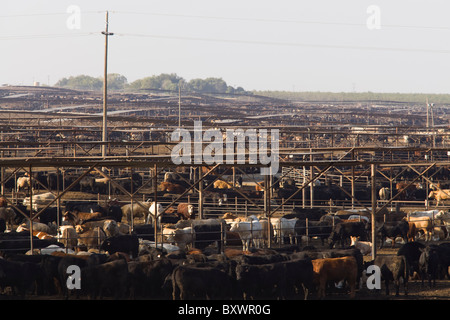 Groß angelegte Rinderfarm - Kalifornien USA Stockfoto