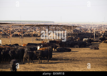 Groß angelegte Rinderfarm - Kalifornien USA Stockfoto