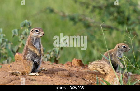 Kap-Erdhörnchen (Xerus Inauris) Stockfoto