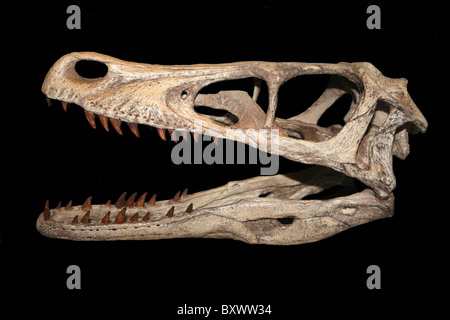 Replik von A Velociraptor Mongoliensis Schädel, ein Dinosaurier wurde Stockfoto