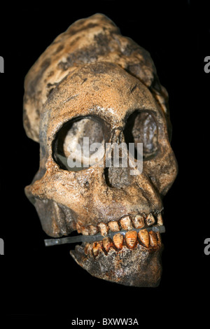 Replikat Schädel der frühen Hominiden Australopithecus africanus Stockfoto