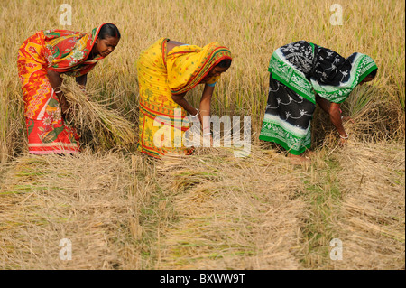 Indien-West-Bengalen, Frauen ernten Reis im Reisfeld Stockfoto