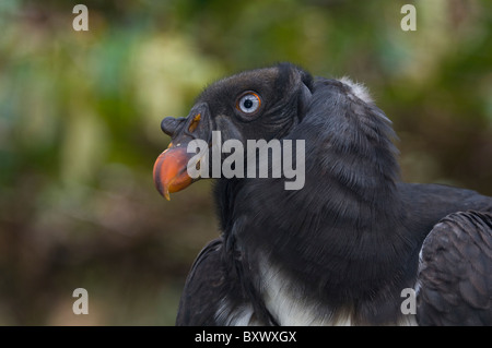 King Vulture (Sarcoramphus Papa), Welt der Vögel, Kapstadt, Südafrika Stockfoto