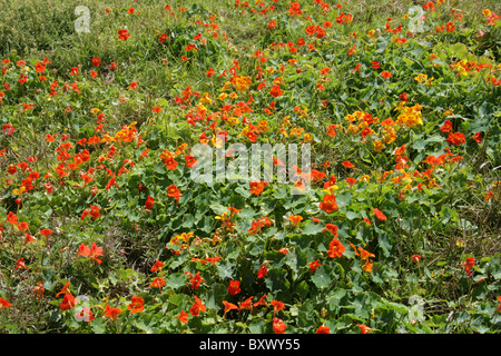 Wilder Kapuzinerkresse (Tropaeolum Majus), wachsen entlang der Küstenweg, Walker Bay, Hermanus, Western Cape, Südafrika. Stockfoto