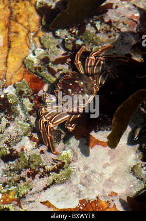 Cape Rock Crab, Plagusia Chabrus, Gecarcinidae, Crustacea, Arthropoda. Rock-Pool (Unterwasser), Hermanus, Western Cape. Stockfoto