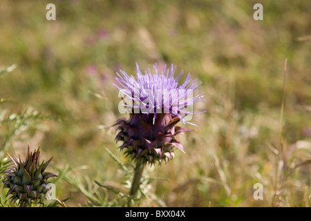 Disteln, eine Blume Stockfoto