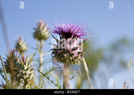 Disteln, eine Blume Stockfoto