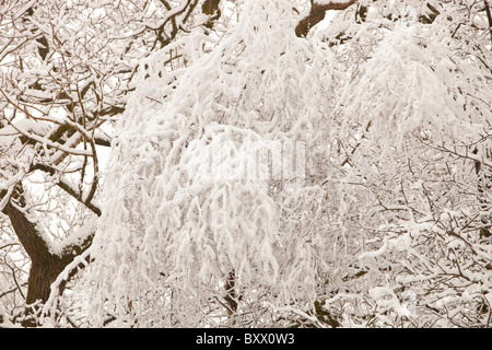 Starker Schneefall an Bäumen in Ambleside während the big Chill ab Dezember 2010. Stockfoto