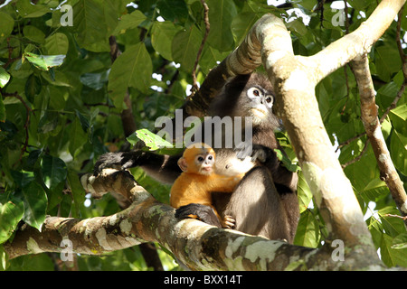 Staubige Blatt, Affe. Gibbon-Familie. Langkawi, Malaysia, 2010 Stockfoto