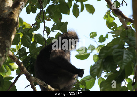 Staubige Blatt, Affe. Gibbon-Familie. Langkawi, Malaysia, 2010 Stockfoto