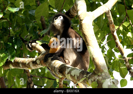 Staubige Blatt, Affe. Gibbon-Familie. Langkawi, Malaysia, 2010 Stockfoto